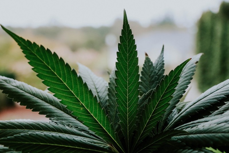 A cannabis plant leaf.