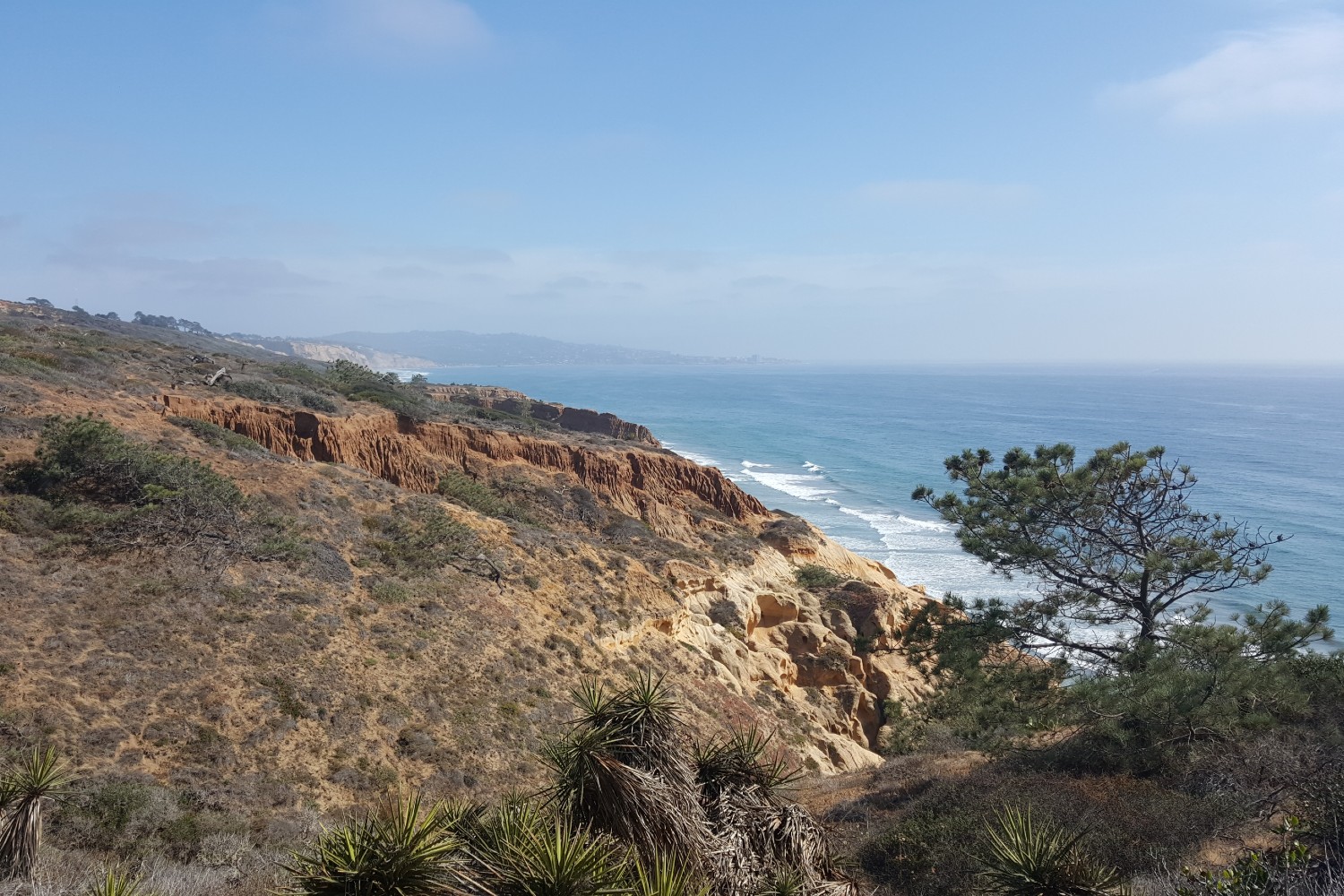 A Torrey pine tree grows on top of a sandstone bluff facing the Pacific Ocean at Torrey Pines State Natural Reserve in San Diego.