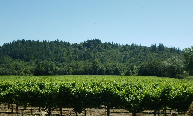 A vineyard in the Russian River Valley between Guerneville and Healdsburg, California.