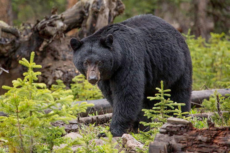 An inquisitive black bear plods through a new growth of trees.