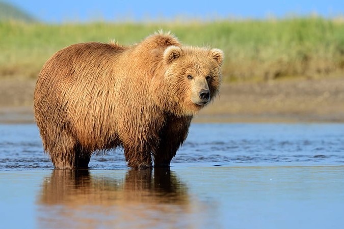 A brown bear standing in the water.