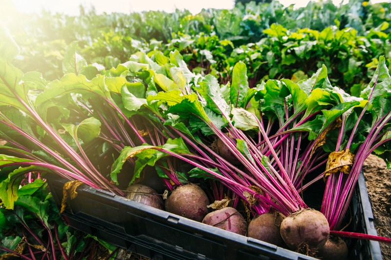 A close-up of beets placed in a black plastic crate.