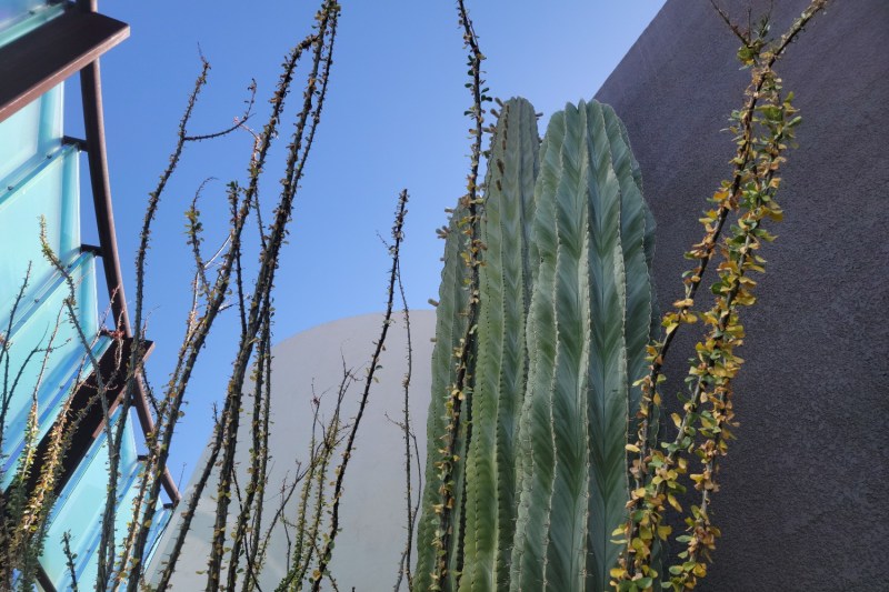 The cacti at the Scottsdale Museum of Contemporary Art
