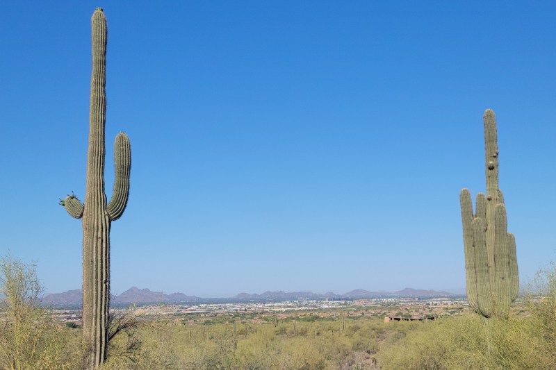 A pair of saguaro cacti at McDowell Sonoran Preserve in Scottsdale, Arizona.