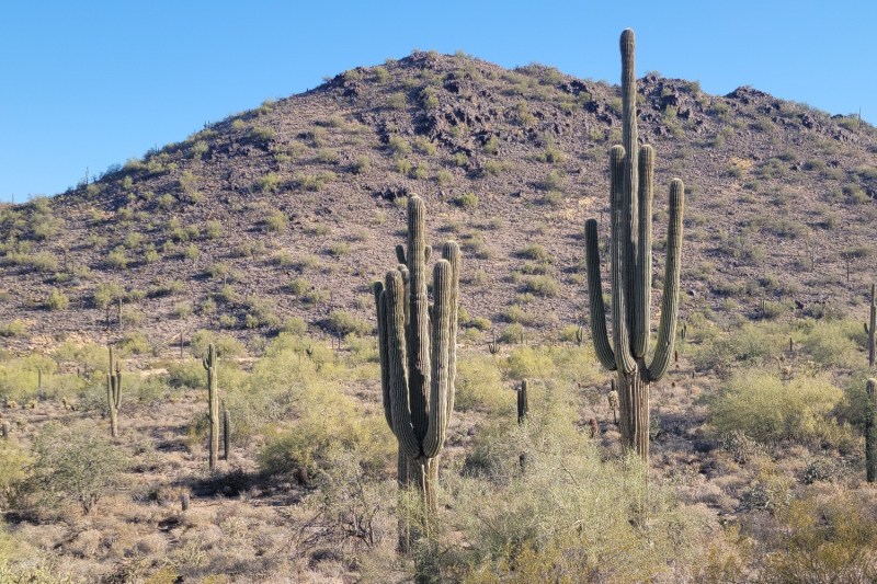 A group of saguaro cacti at the McDowell Sonoran Preserve in Scottsdale, Arizona