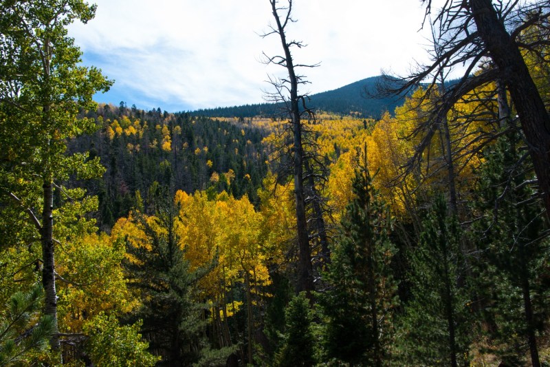 Abineau Trail is a steep 1,800 foot climb over 2 miles up the slopes of the San Francisco Peaks through Abineau Canyon