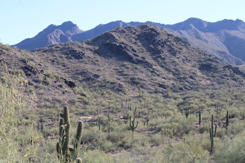 A group of saguaro cacti at the McDowell Sonoran Preserve in Scottsdale, Arizona.