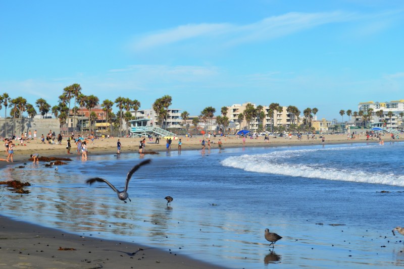 Birds at the beach in Venice, Los Angeles, California.