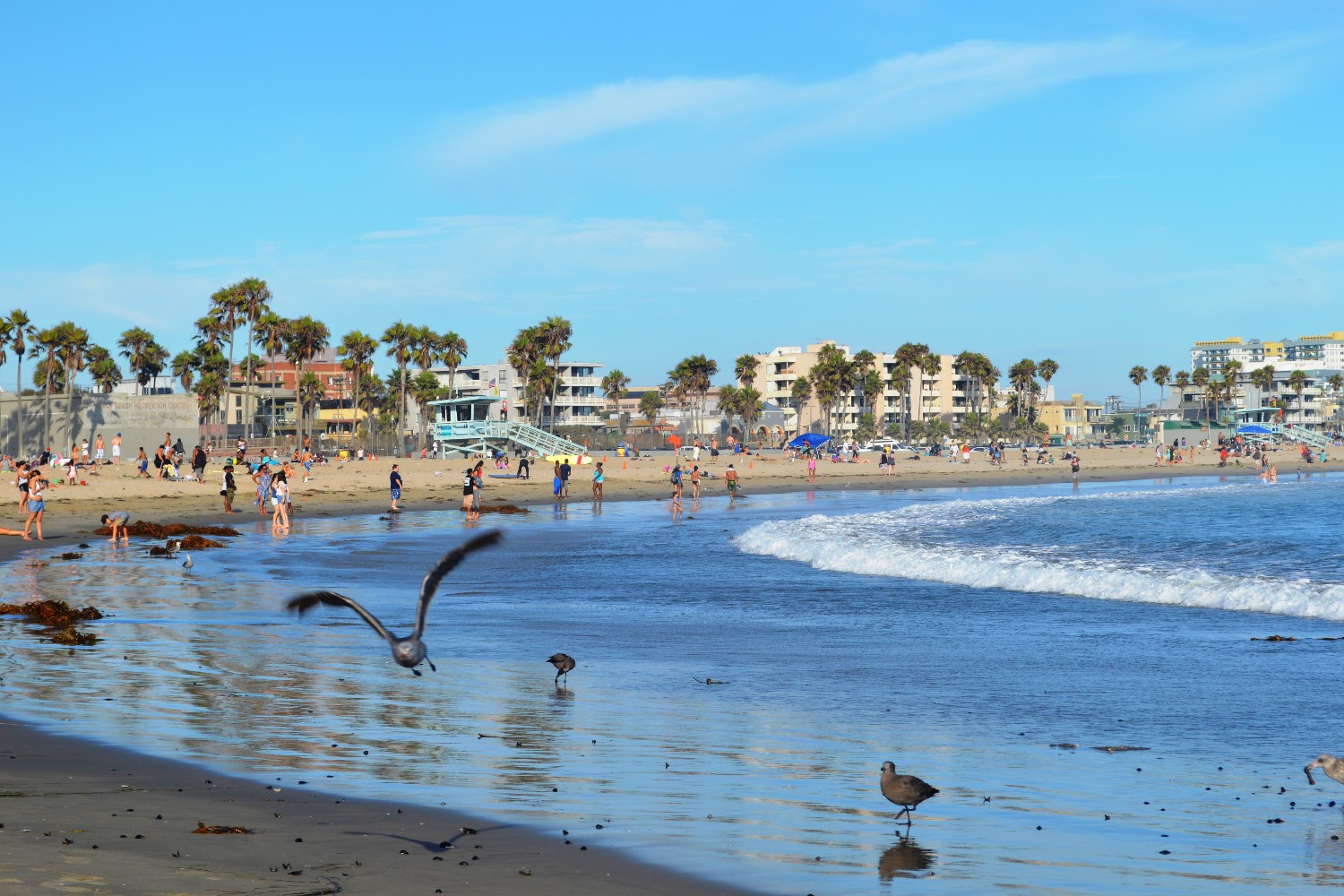 Birds at the beach in Venice, Los Angeles, California.