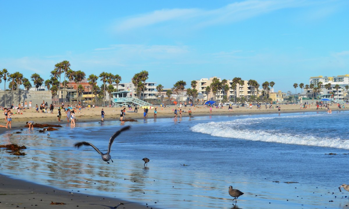 Birds at the beach in Venice, Los Angeles, California