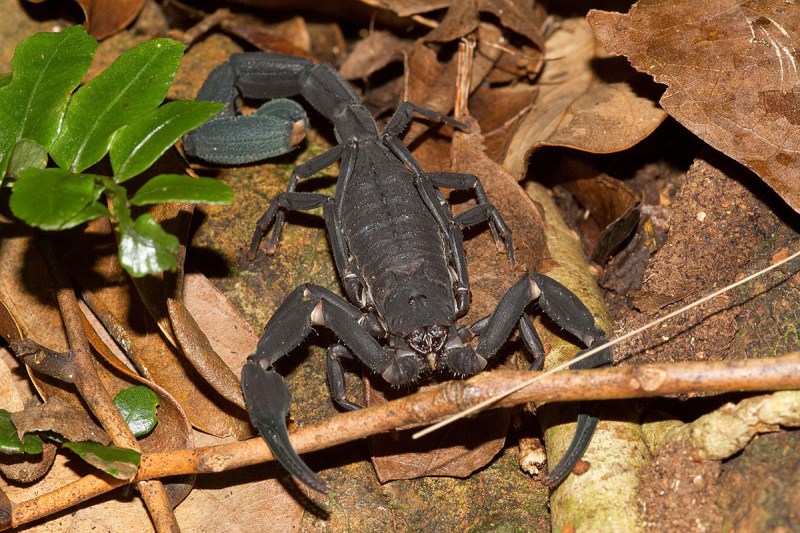 Close-up of a black scorpion in the jungle.