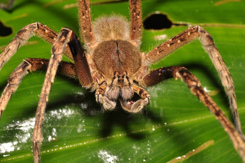Closeup of a Brazilian Wandering Spider on a large green leaf.