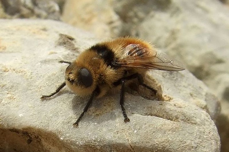 Close-up of a deer botfly on a rock.