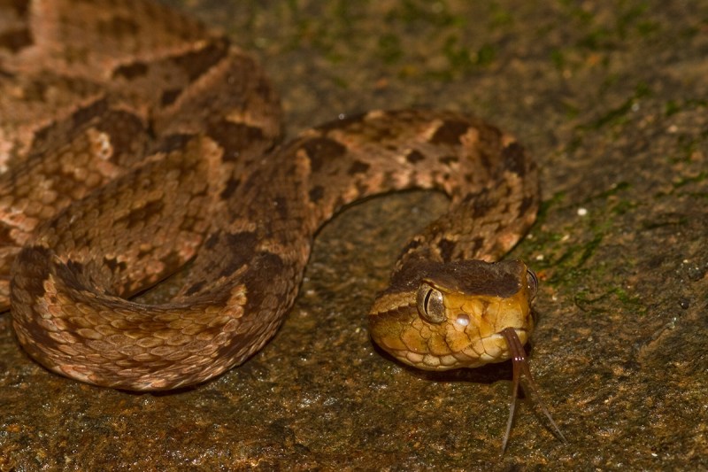 Close-up of a Fer-de-lance pit viper ready to strike.