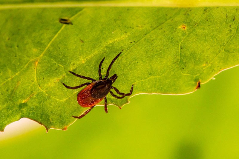 Close-up of a tick on a leaf.