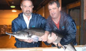 The two Marks of Sturgeon AquaFarms