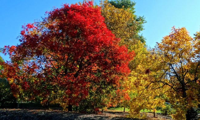 A pop of fall color in Oak Glen, California (in the San Bernardino Mountains).
