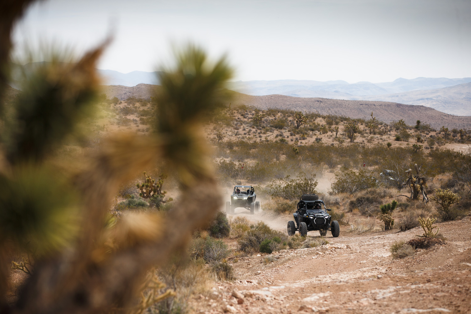 Far away shot of Polaris RZR Pro Rs driving through the Mojave desert with a cactus in the foreground.