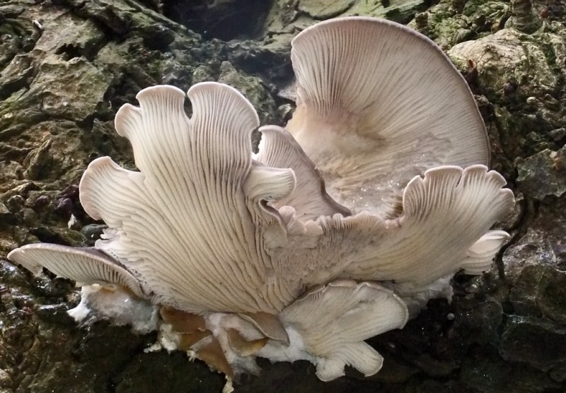 An oyster mushroom still growing in the ground.