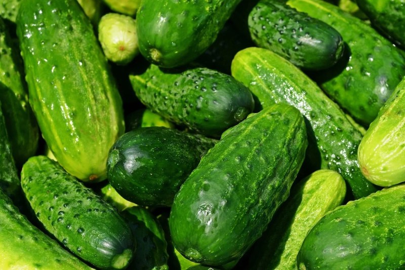 Pile of fresh cucumbers.