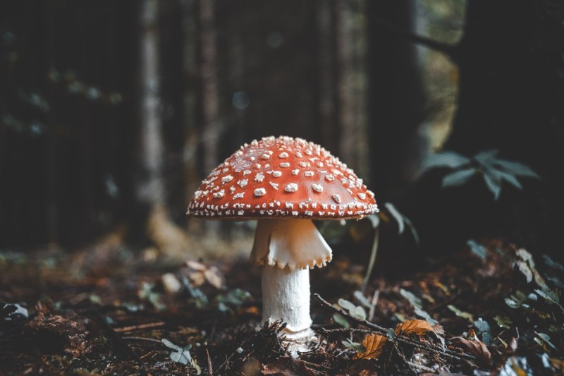 A mushroom in the wild.