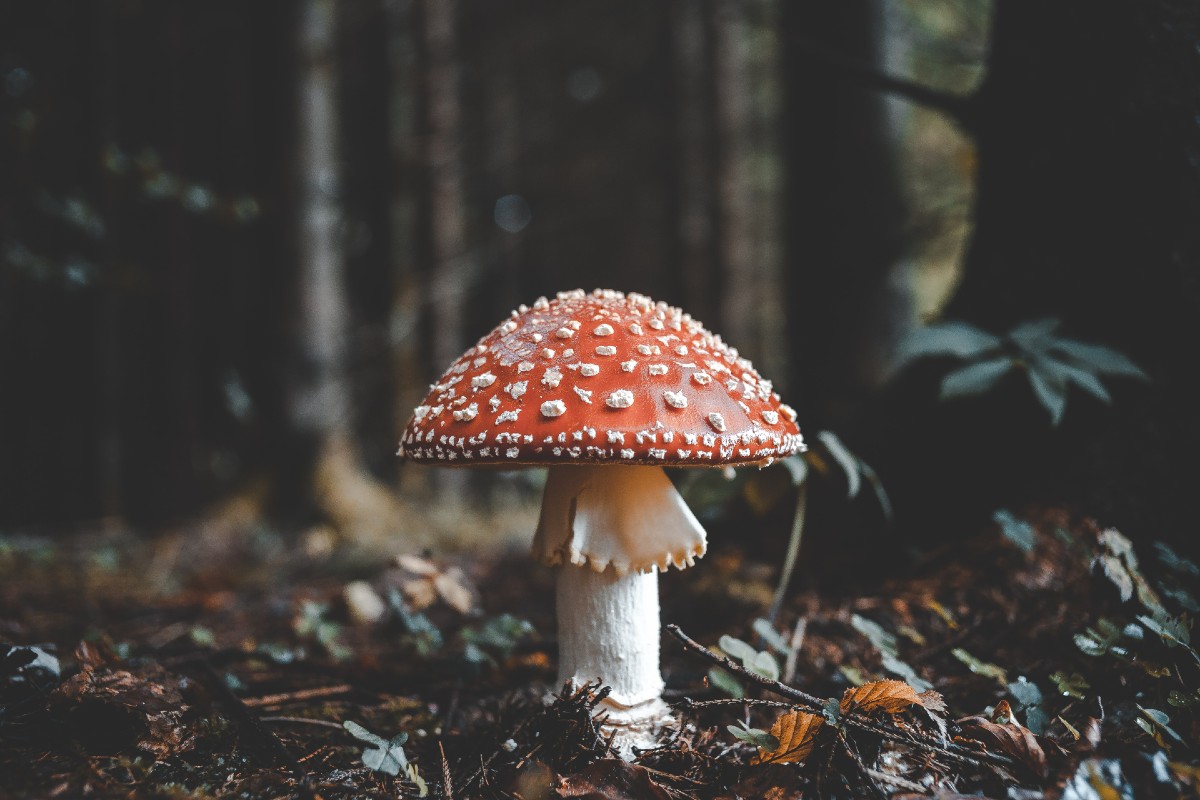 A mushroom in the wild.