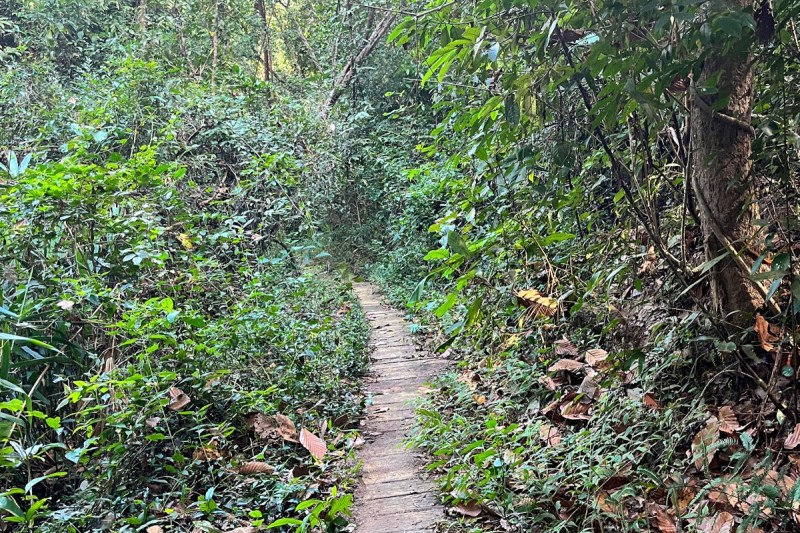 A wooden path in the woods