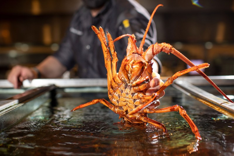 A California Spiny Lobster in a tank.