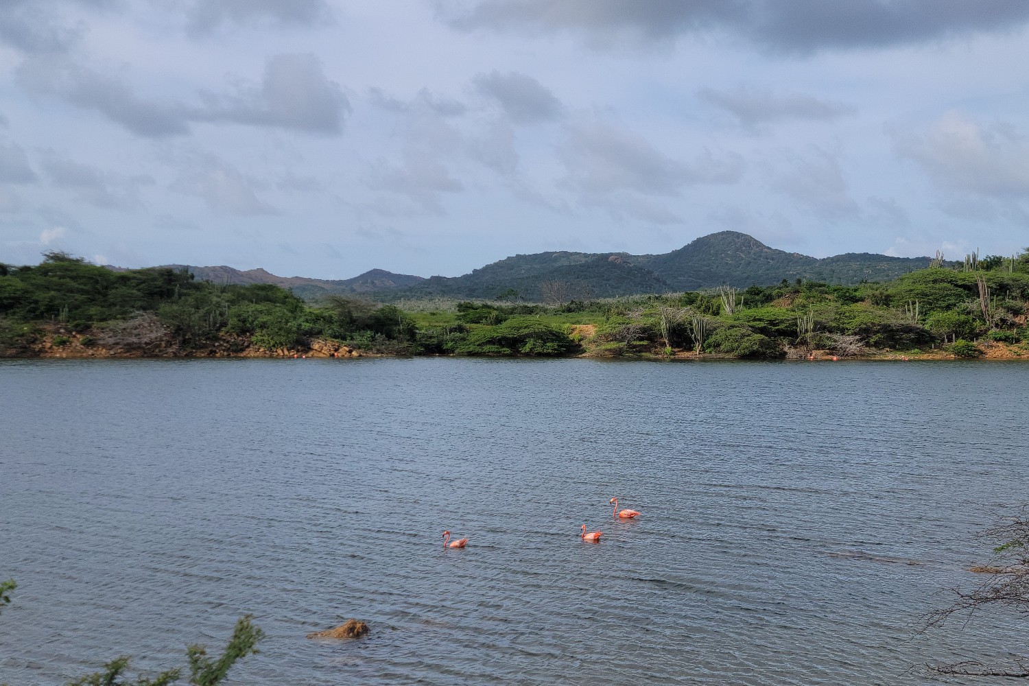 A group of flamingos swim in Lac Bay in Bonaire, Caribbean Netherlands.