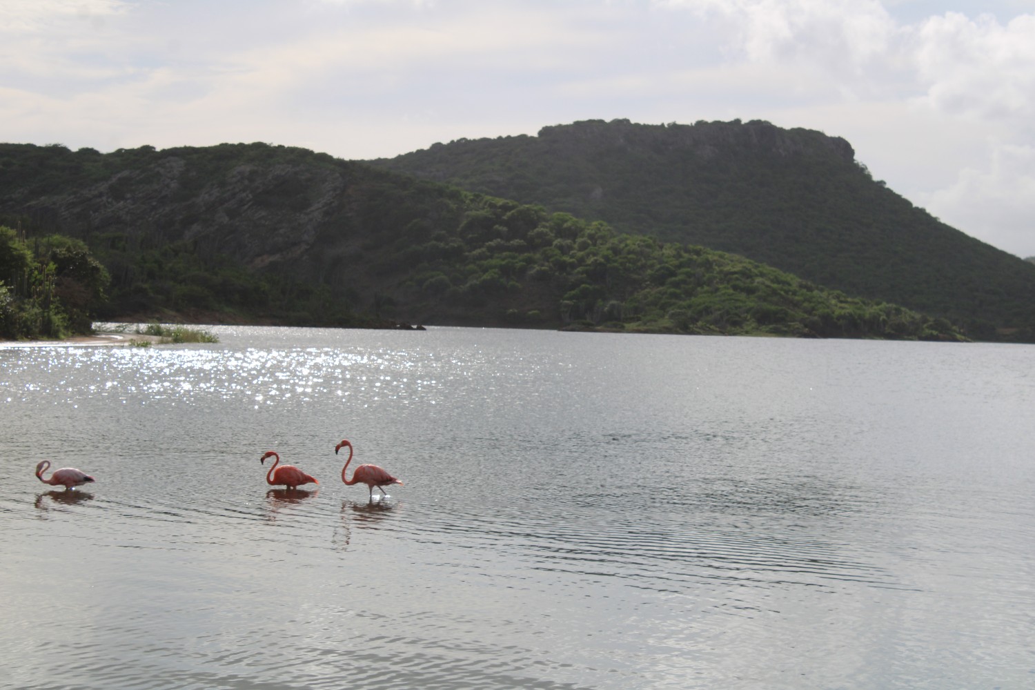 A group of flamingos swim in Lac Bay in Bonaire, Caribbean Netherlands.