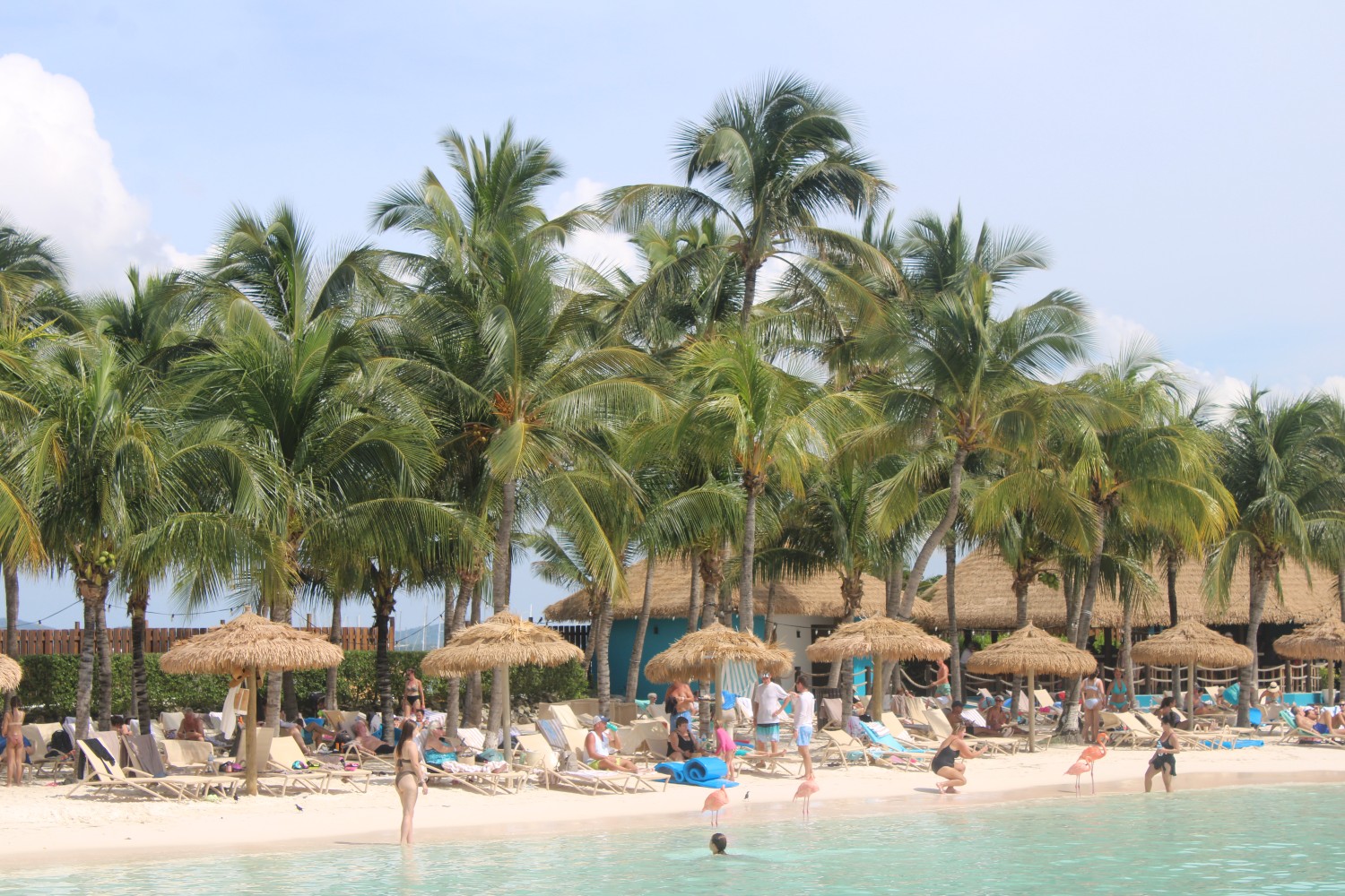 A group of flamingos roam the beach on Renaissance Island in Aruba.