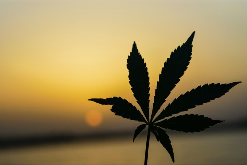 Weed in thailand.
