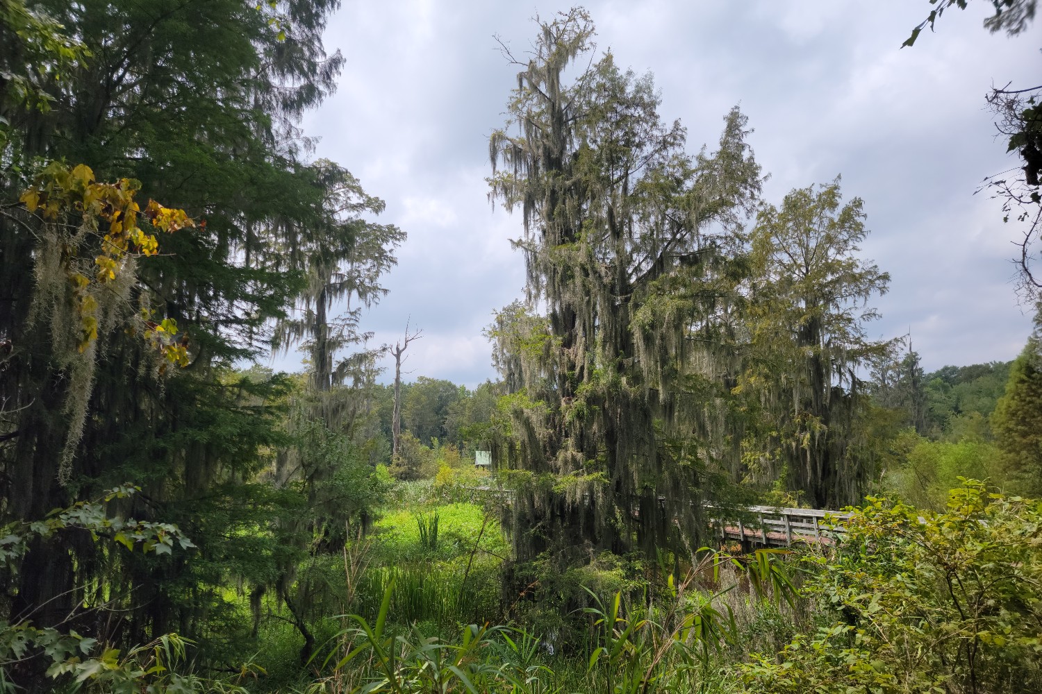 "The swamp" at Phinizy Center and Nature Park in Augusta, Georgia.