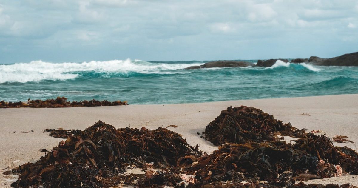 Here’s yet another reason to avoid Florida beaches this year