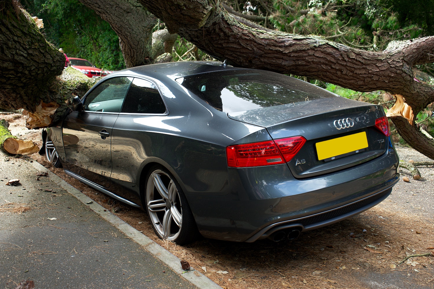Audi A5 Crushed By Tree from rear end angle with tree on roof and crushed front end on road.