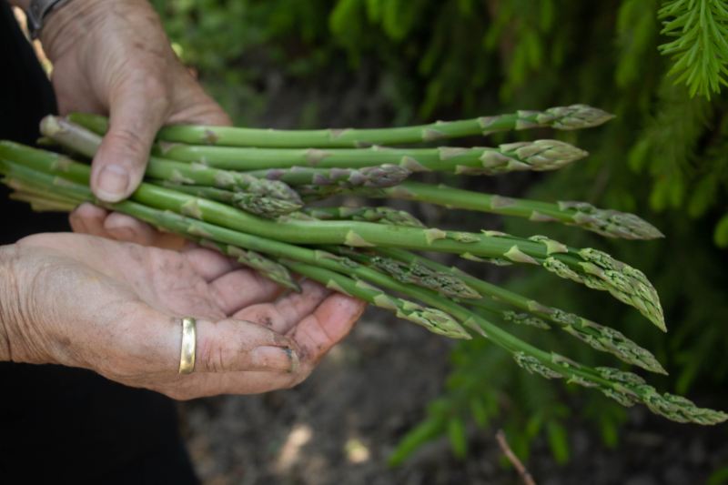 Hands holding asparagus