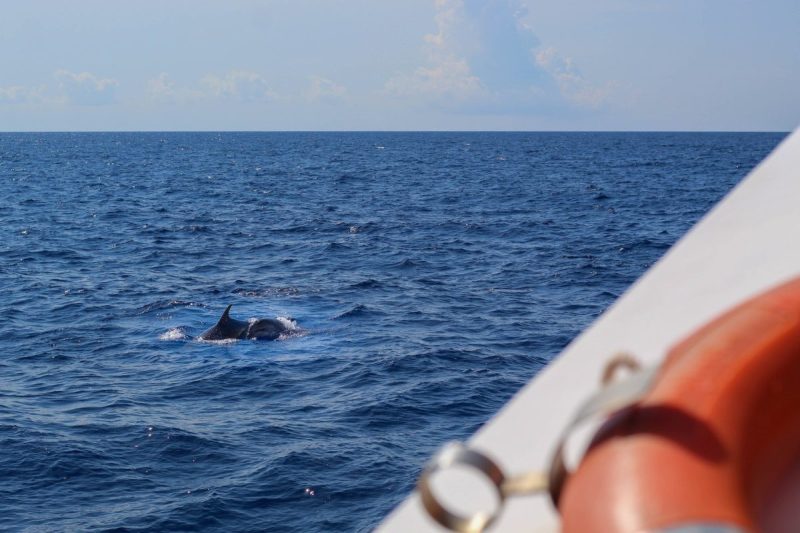 A view from a boat with a shark in the ocean on the side.