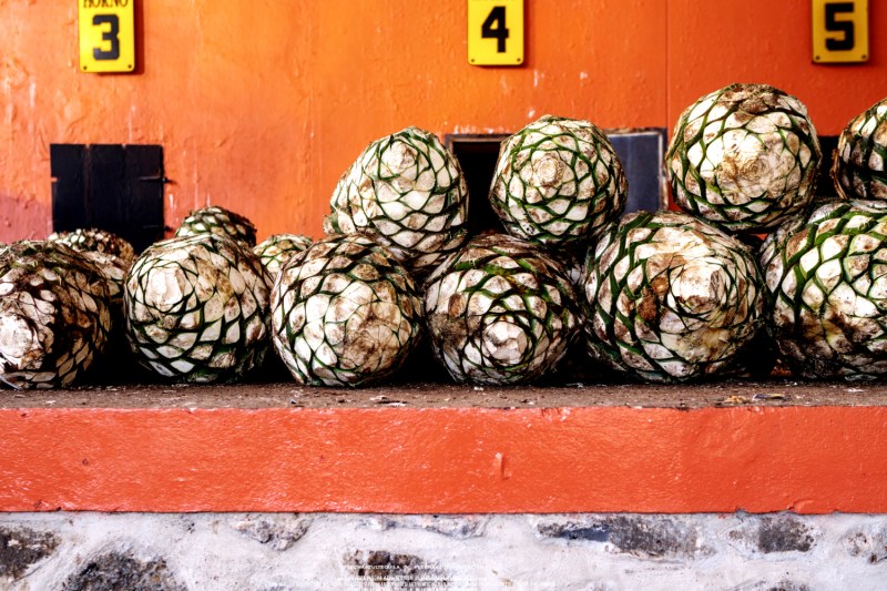 Agave stacked up at Flecha Azul