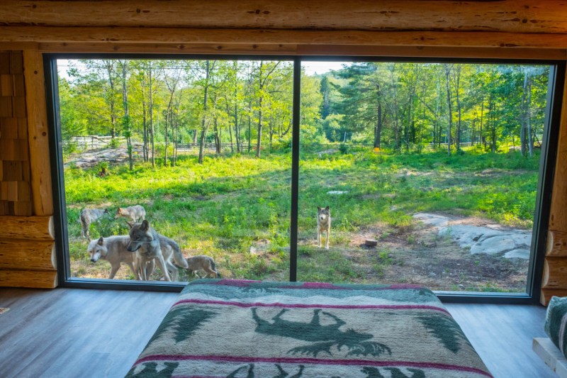 Wolves looking through the bedroom window at Canada's Parc Omega.