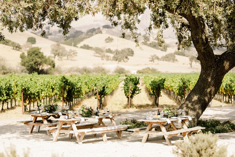 The vineyard at Zaca Mesa Winery.