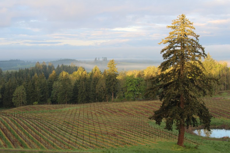 A scene from The Vines Global's May 2023 trip to the Willamette Valley in Oregon.
