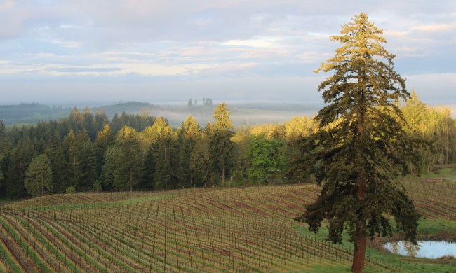 A scene from The Vines Global's May 2023 trip to the Willamette Valley in Oregon.