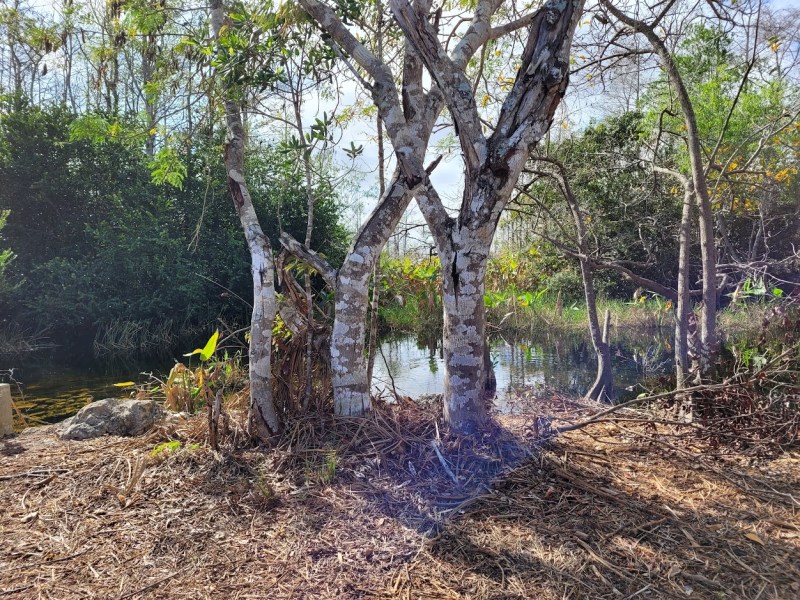 Cypress swamp in the Everglades