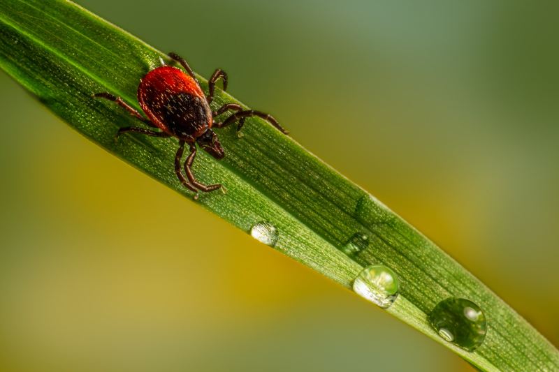 A tick hangs out on a damp leaf