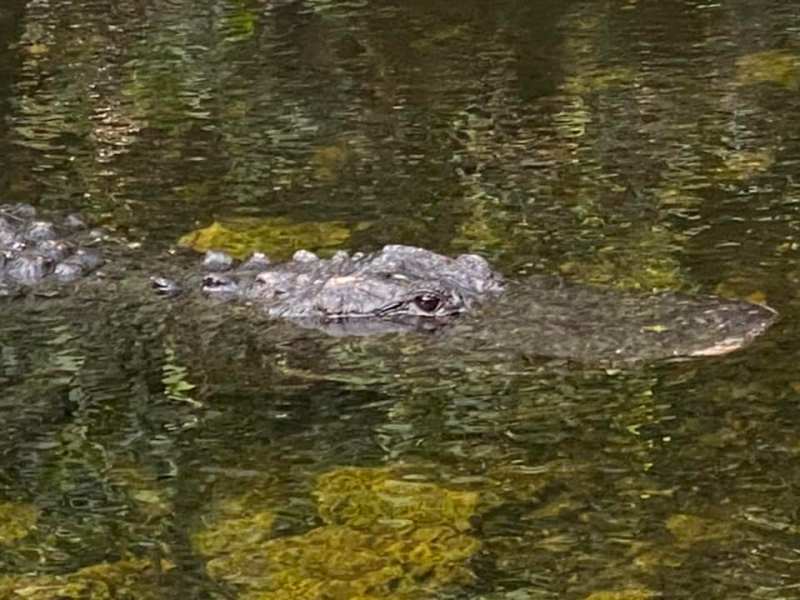 a Florida gator in the Everglades