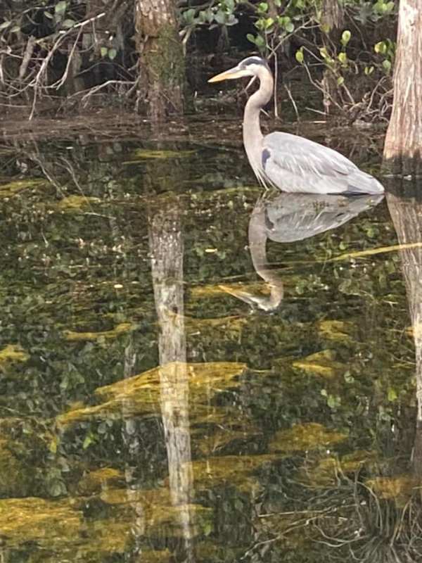 Great Egret on Loop Road, Everglades