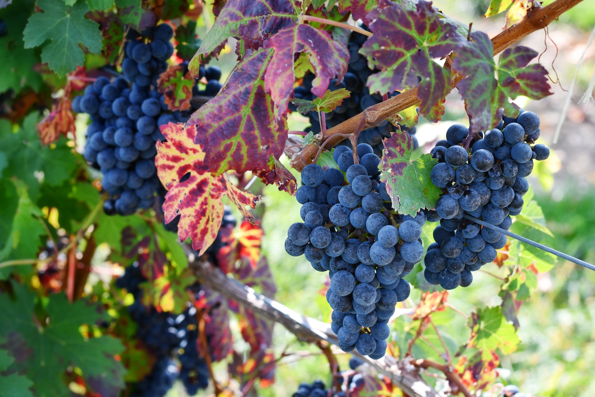 Wine grapes on the vine