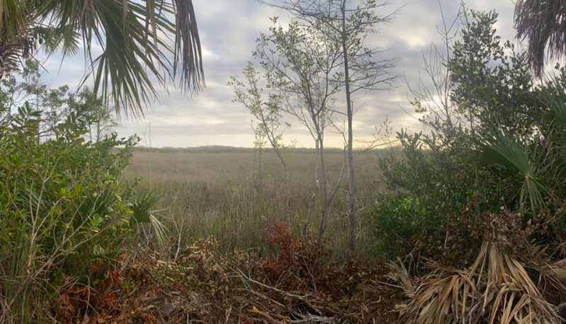 Sawgrass prairie on Loop Road, Everglades
