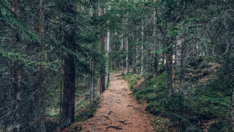 A hiking trail through pine woods.