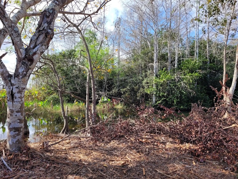 A view of the swamp